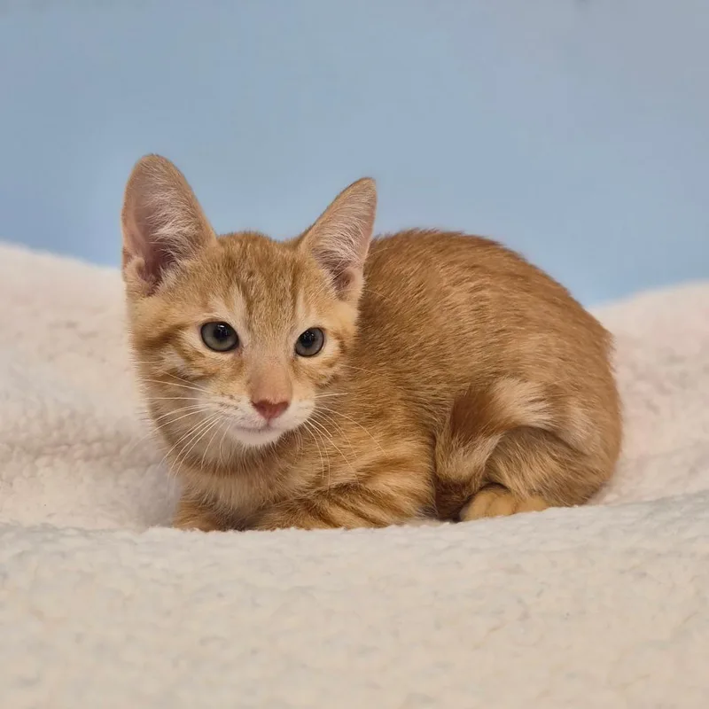 A baby small-sized male Orange / Red Domestic Short Hair cat named Poe for adoption in Wahiawa, HI