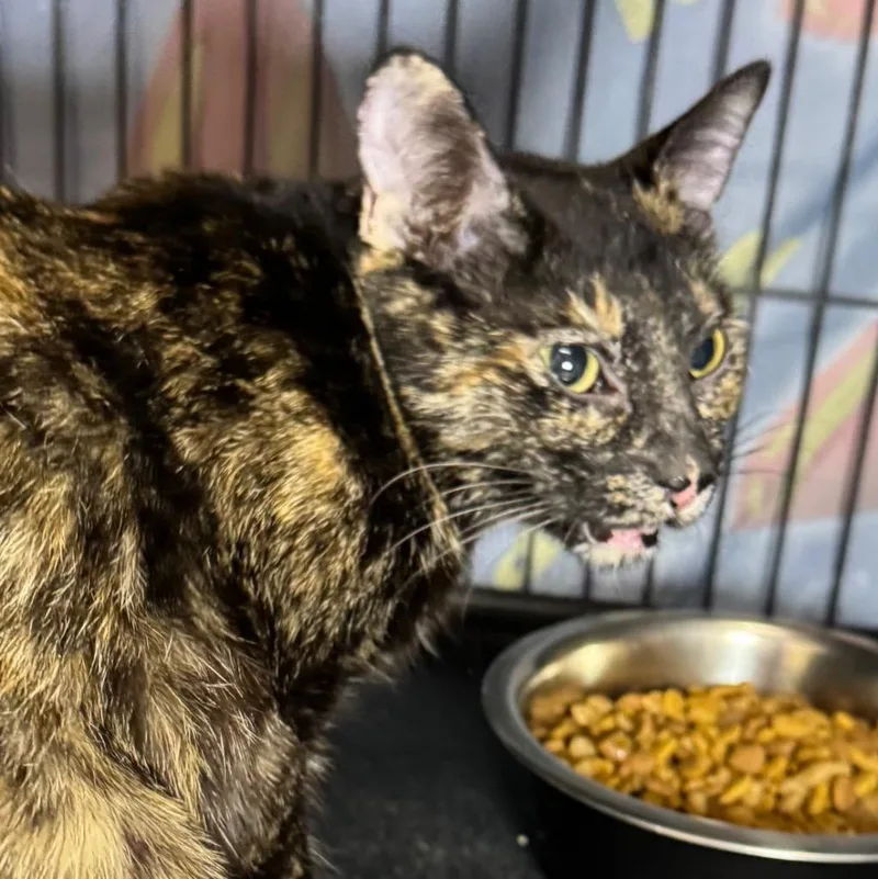 A young medium-sized female Domestic Short Hair cat named Nala for adoption in Saginaw, MI