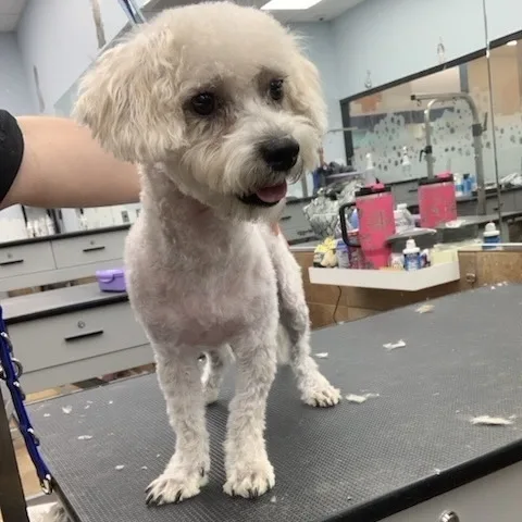 A young medium-sized male Miniature Poodle dog named Bubbles for adoption in Phoenix, AZ