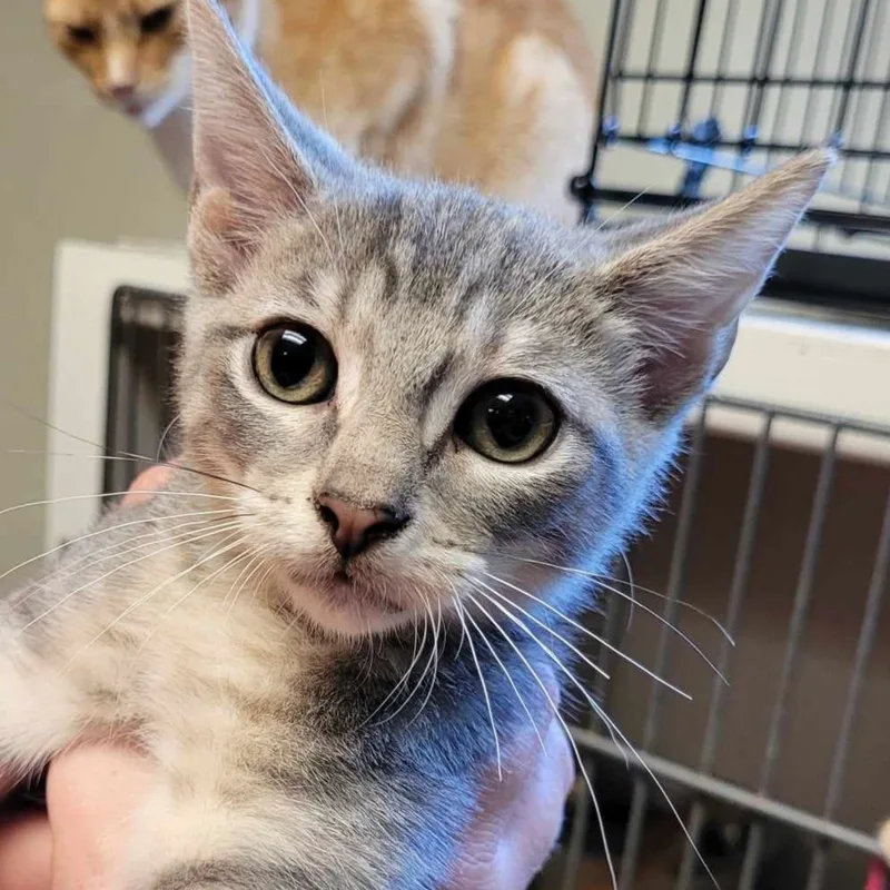 A baby medium-sized male Tabby (Gray / Blue / Silver) Domestic Short Hair cat named Atlas for adoption in Robinson, IL