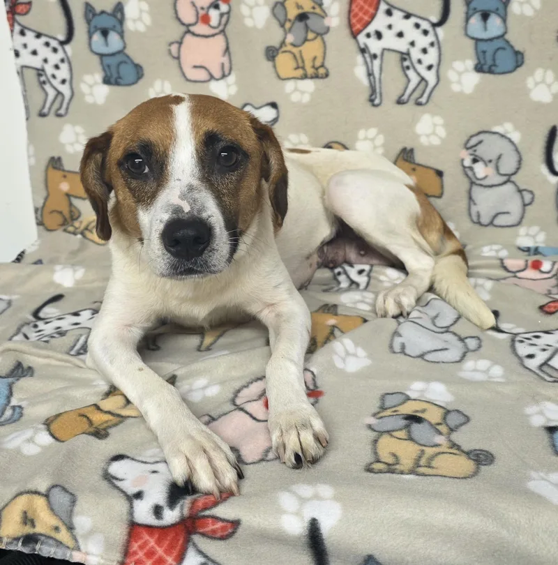 An adult medium-sized female Tricolor (Brown, Black, & White) Beagle dog named Shelly for adoption in Dallas, GA