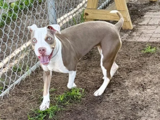 A young medium-sized female Staffordshire Bull Terrier dog named Raven for adoption in Houston, TX