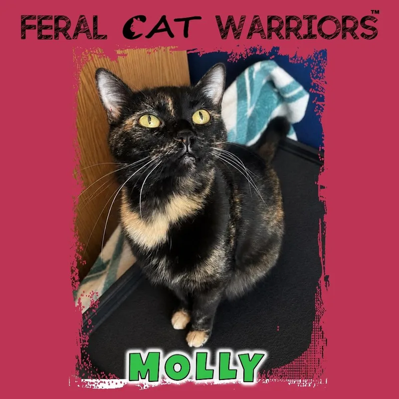 A young small-sized female Tortoiseshell Domestic Short Hair cat named Molly for adoption in Kingman, AZ