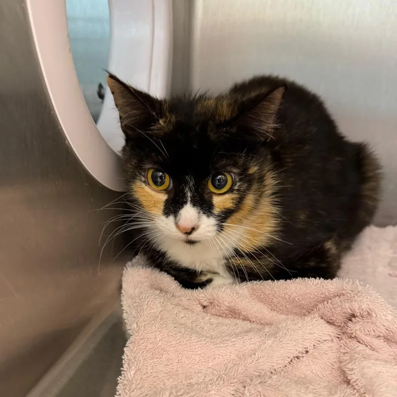 A young medium-sized female Calico Domestic Short Hair cat named Shylo for adoption in Englewood, FL