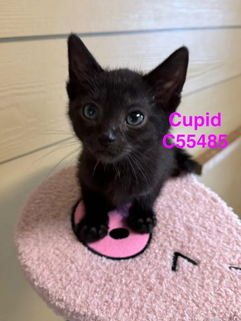 Cupid