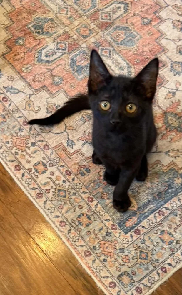 A baby small-sized male Black Domestic Short Hair cat named Jack for adoption in tucson, AZ