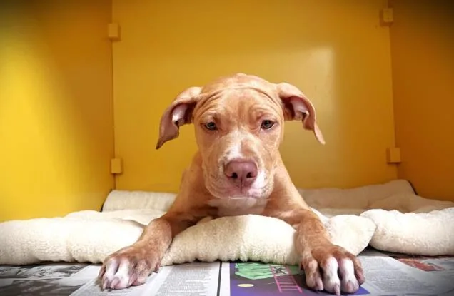 A young medium-sized male Pit Bull Terrier dog named Miloh for adoption in Los Angeles, CA