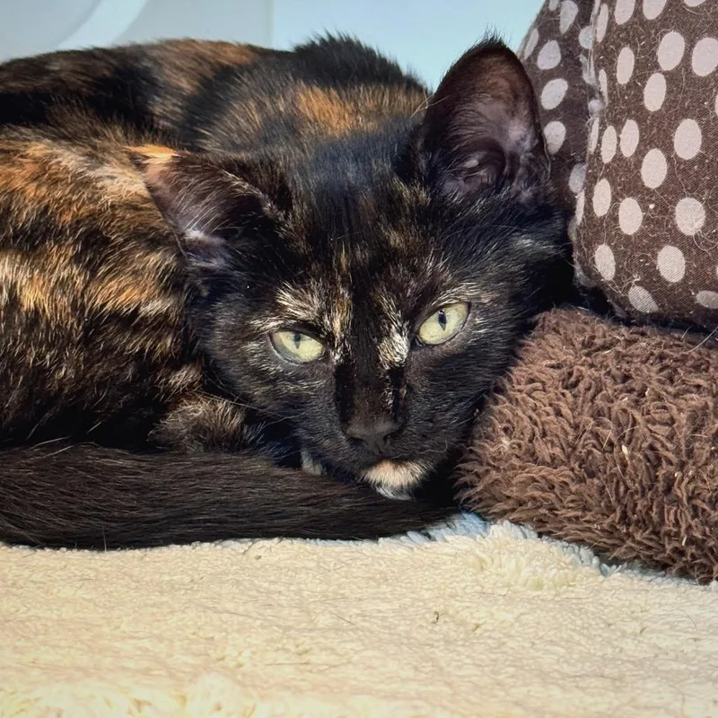 A baby small-sized female Domestic Short Hair cat named Shiloh "shi" for adoption in Cumming, GA