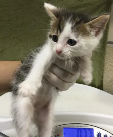A baby small-sized male Domestic Short Hair cat named Yummy for adoption in Riverside, CA