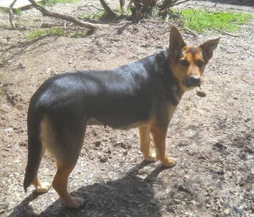 An adult medium-sized female Brown / Chocolate German Shepherd Dog dog named "mommy"  Female German for adoption in Oakhurst, CA