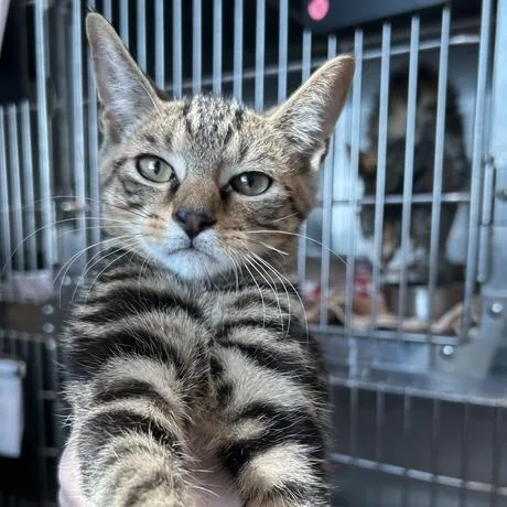 A baby small-sized male Brown / Chocolate Domestic Short Hair cat named Eli for adoption in Matteson, IL