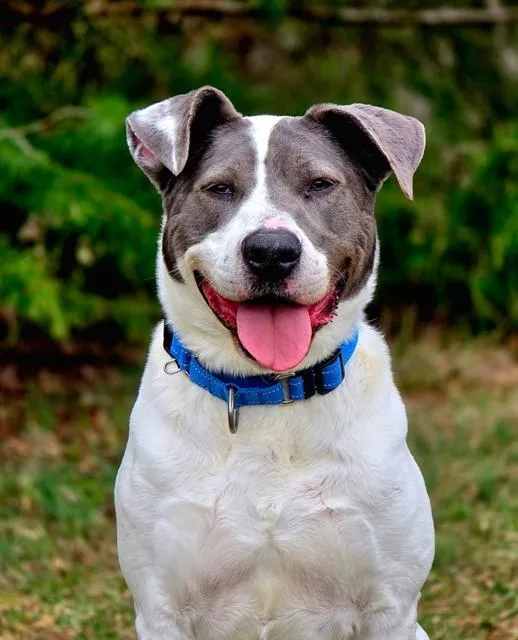An adult medium-sized male Pit Bull Terrier dog named Ozzy for adoption in Statesville, NC