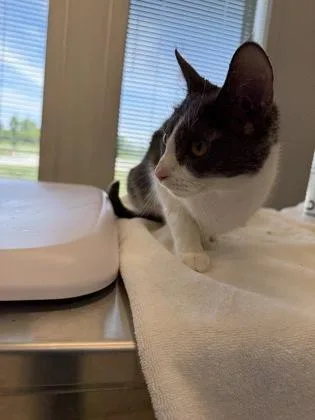 An adult medium-sized female Domestic Short Hair cat named Cloud for adoption in Lafayette, IN