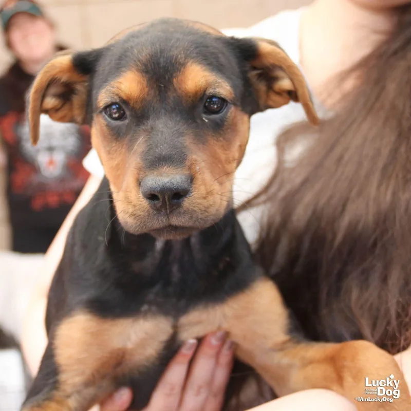 A baby large-sized female Shepherd dog named Aurora for adoption in Washington, DC