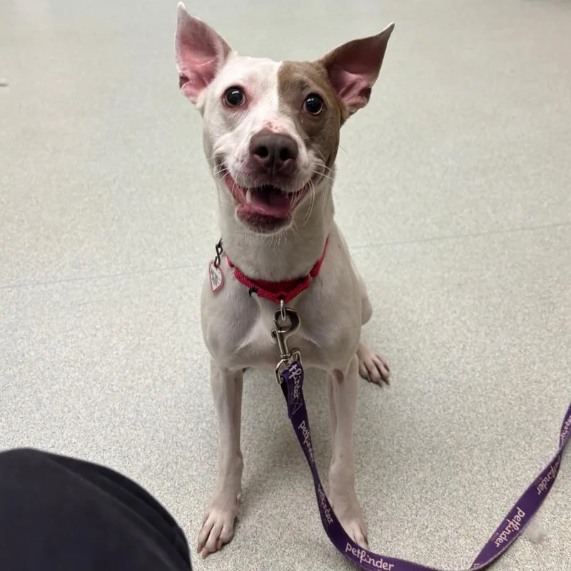 An adult medium-sized female White / Cream Pit Bull Terrier dog named Ohana for adoption in Springfield, MA