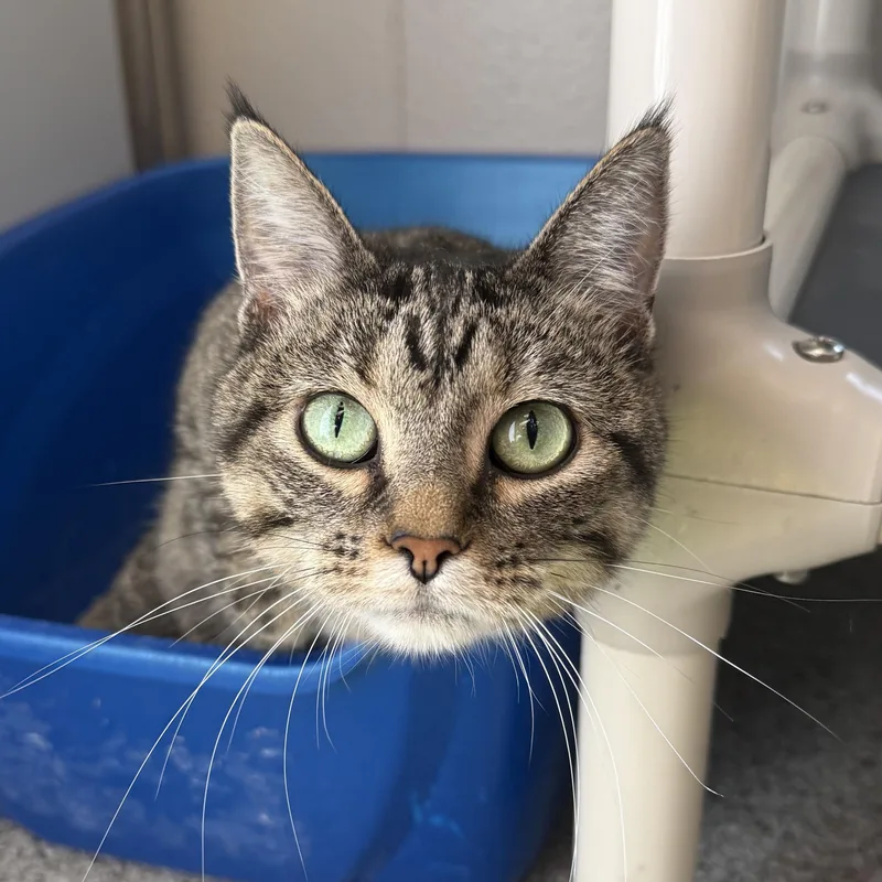 Elsa