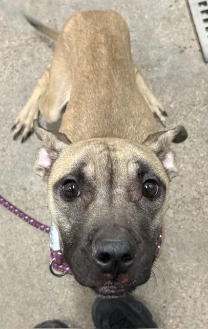 A baby medium-sized male Boxer dog named Gibbs for adoption in Cleveland, OH