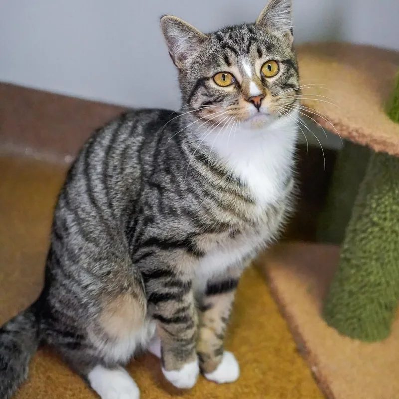 A young medium-sized male Brown / Chocolate Domestic Short Hair cat named Mitts for adoption in Thomaston, ME