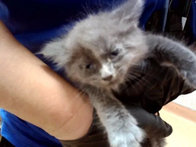 A baby small-sized male Domestic Medium Hair cat named A for adoption in Martinez, CA