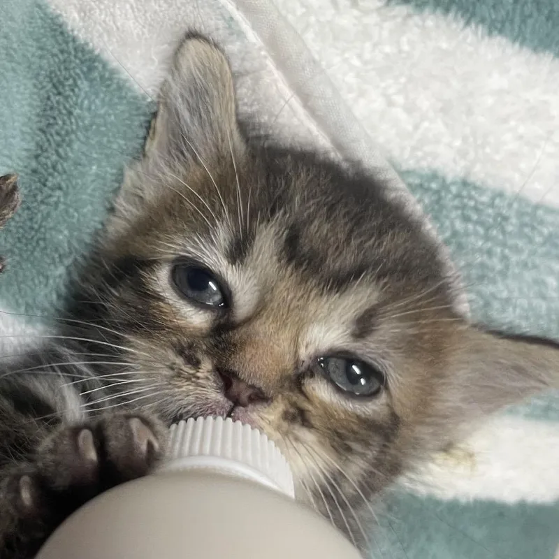 A baby small-sized female Black Domestic Short Hair cat named Tails for adoption in Cedaredge, CO