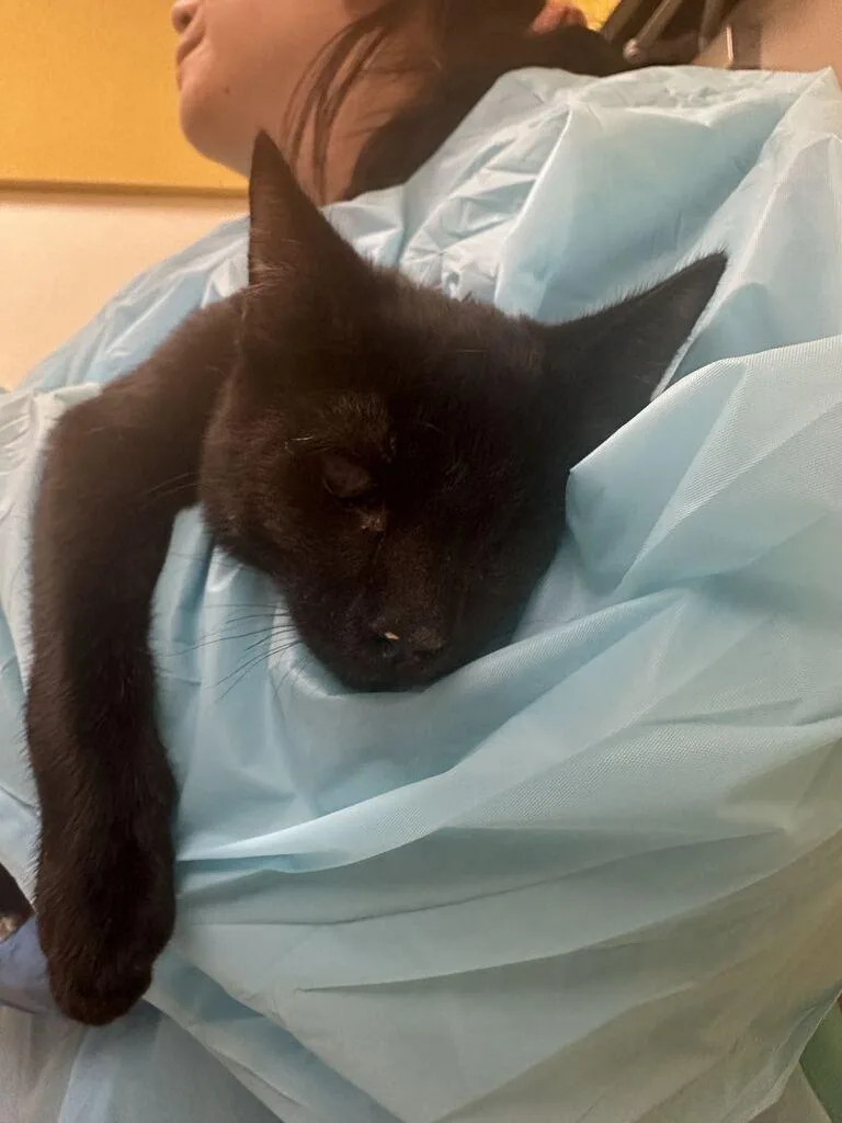 A baby small-sized male Black Domestic Short Hair cat named Sammy for adoption in Raleigh, NC