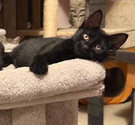 Nacho thumbnail 2
