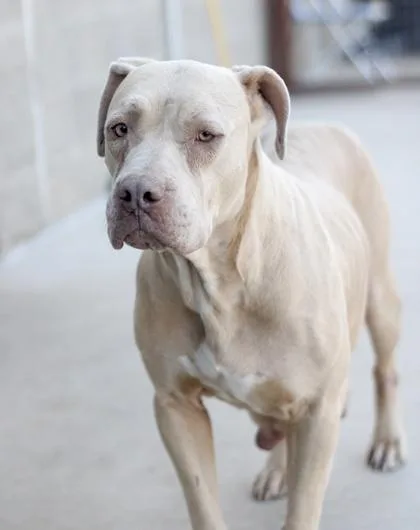 An adult large-sized female Pit Bull Terrier dog named Annika for adoption in Fort Worth, TX