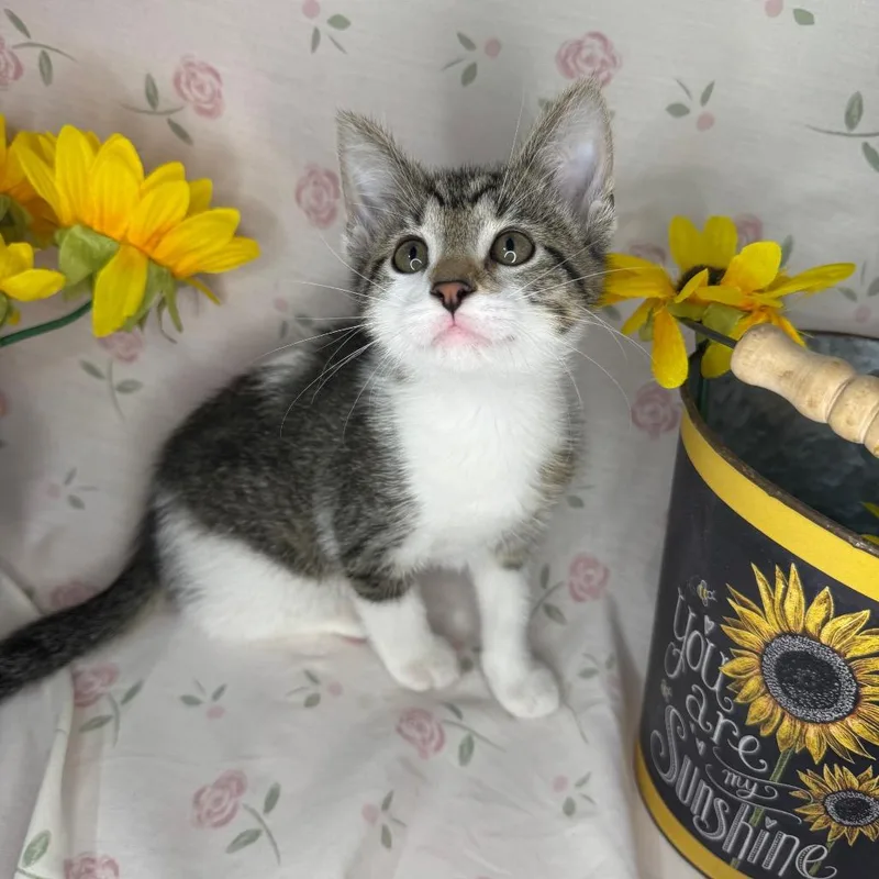A baby small-sized male Buff / Tan / Fawn Domestic Short Hair cat named Brad for adoption in Mount Vernon, IL