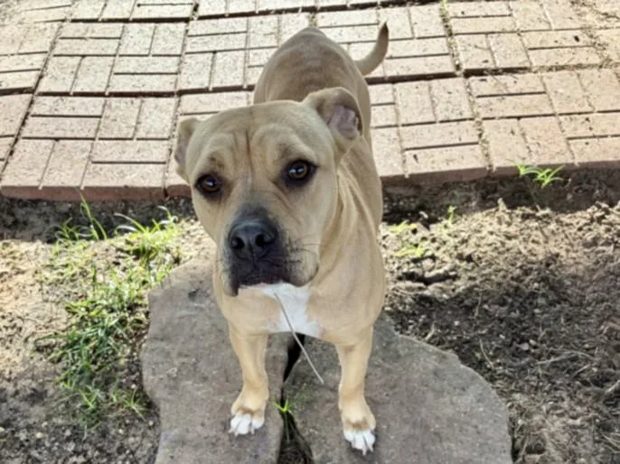 A young large-sized female Staffordshire Bull Terrier dog named Wilhelmina for adoption in Houston, TX