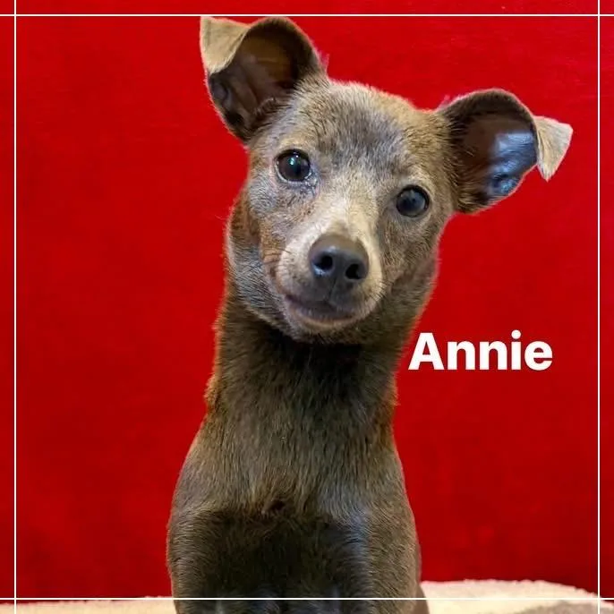 Annie thumbnail 2