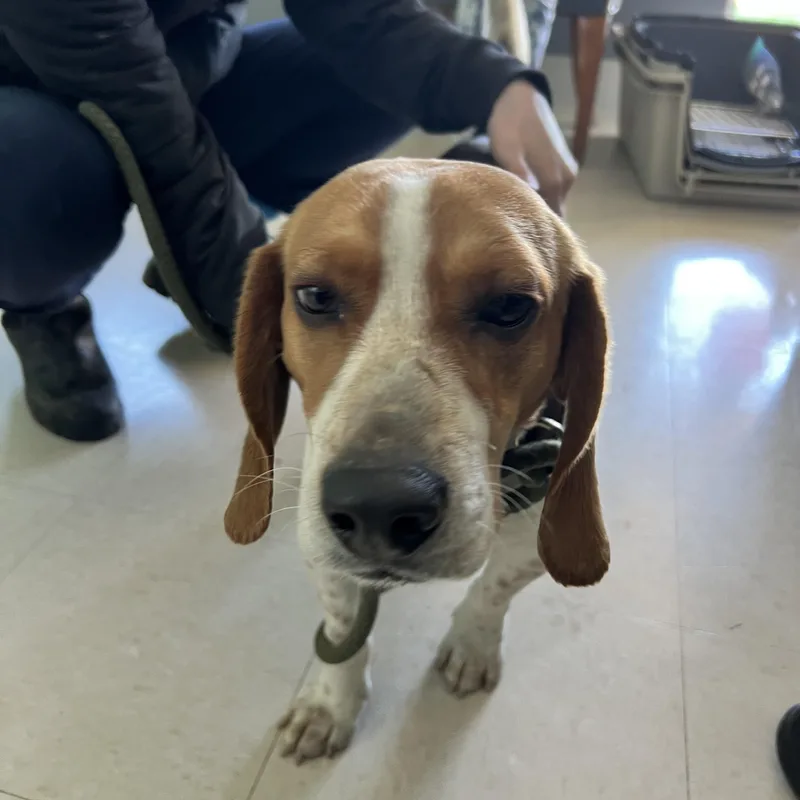 Leprechaun Larry thumbnail 2