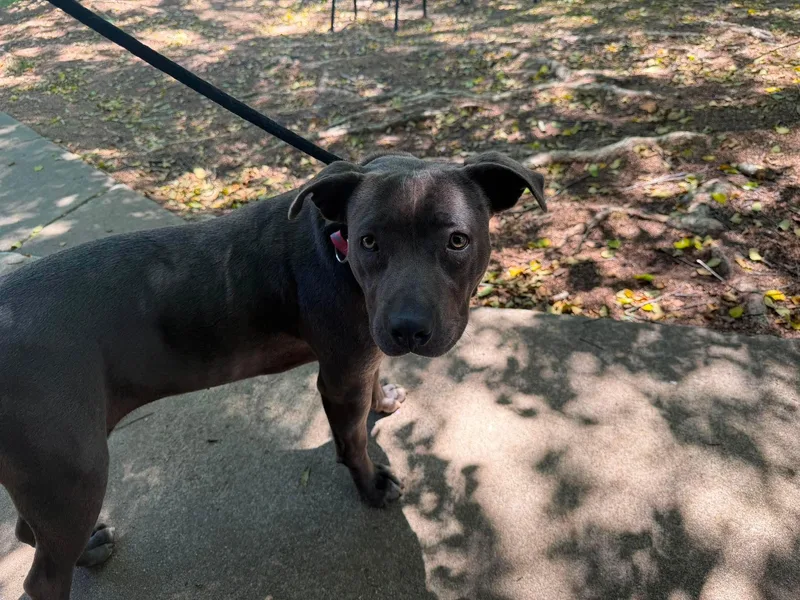 A young medium-sized female Gray / Blue / Silver Pit Bull Terrier dog named Bunny for adoption in Crystal Lake, IL