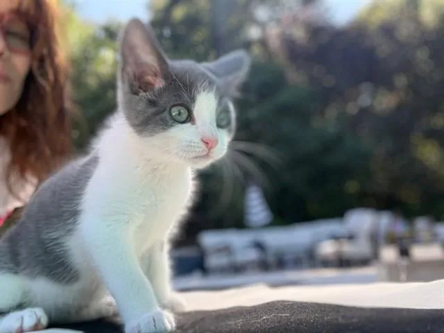 A baby small-sized male Domestic Short Hair cat named Earl for adoption in Martinez, CA