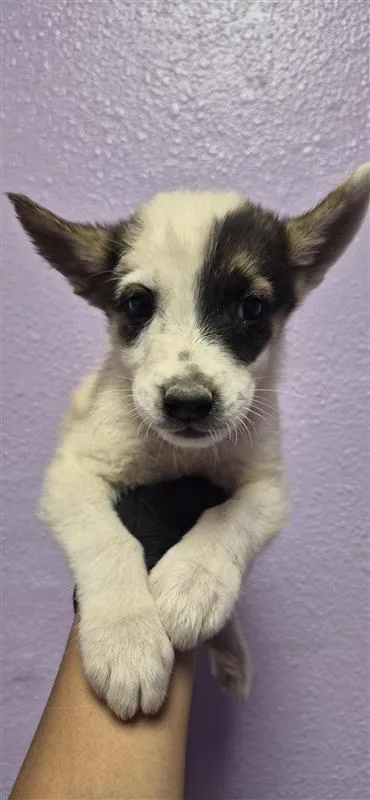 A baby small-sized male White / Cream Siberian Husky dog named 61524207 for adoption in El Paso, TX