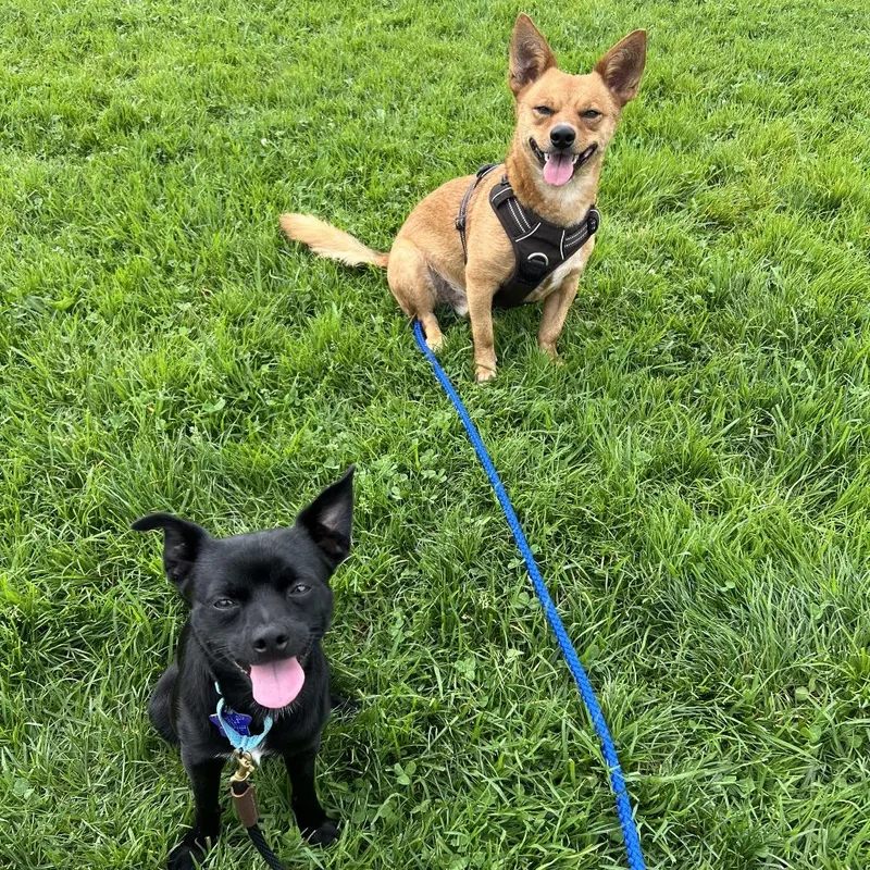 A young small-sized male Black Chihuahua dog named Little Bat for adoption in San Francisco, CA
