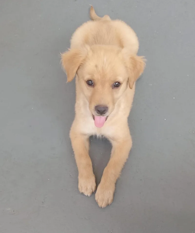 Canela