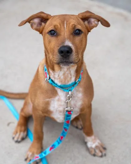 A baby medium-sized female Australian Shepherd dog named Ruby for adoption in Pequot Lakes, MN