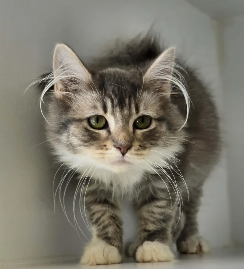 Thumbelina thumbnail 2