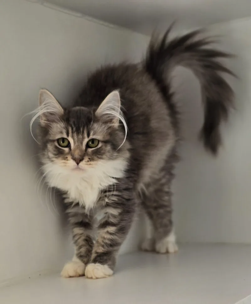 Thumbelina thumbnail 3