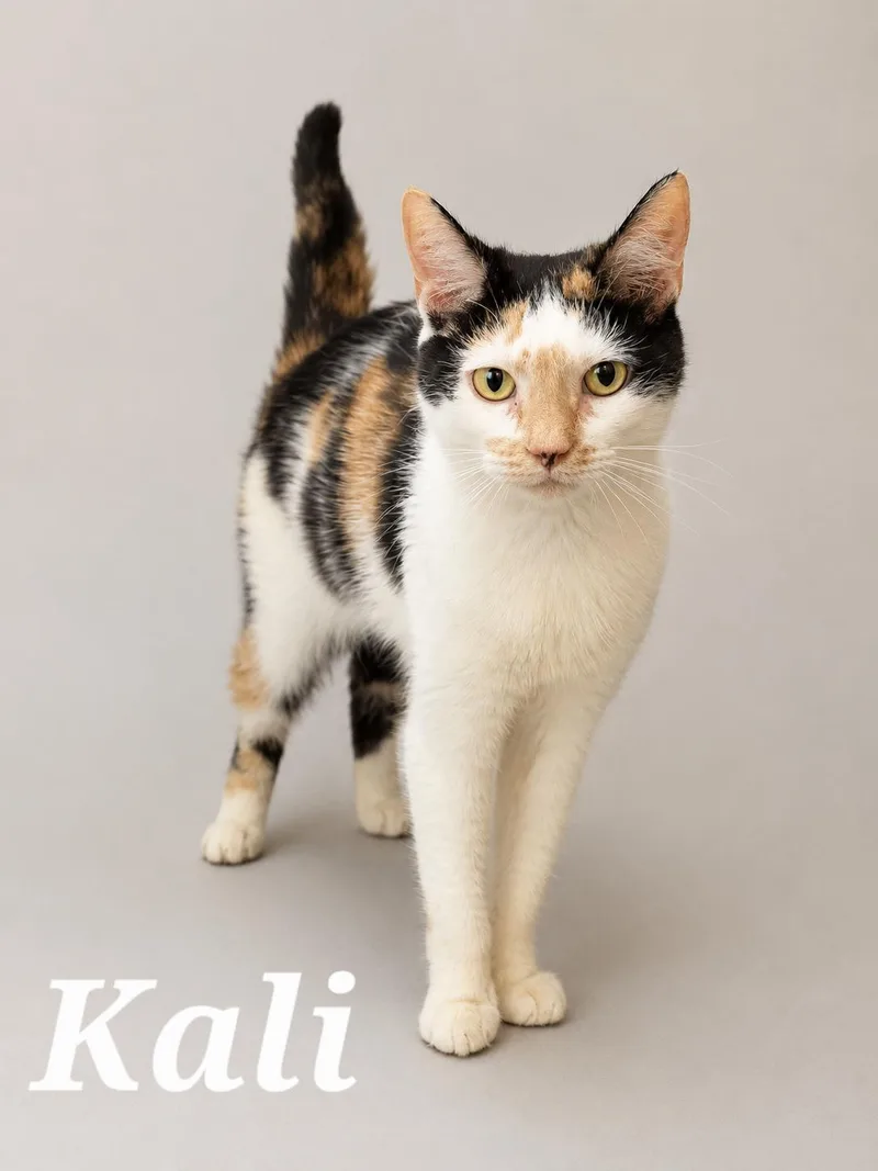 A young medium-sized female Calico cat named Kali for adoption in Monroeville, PA