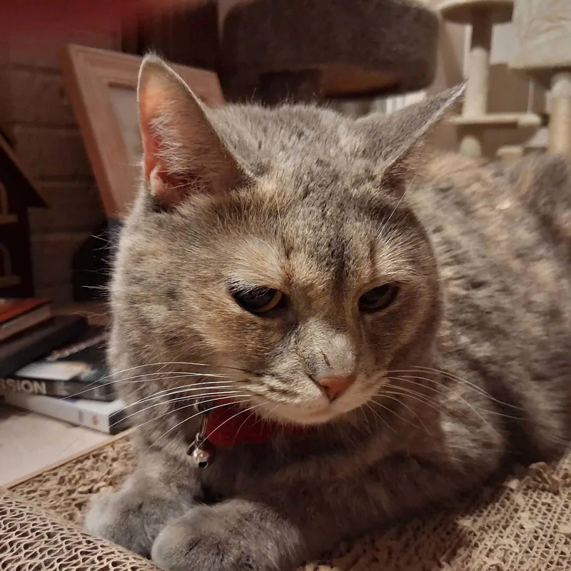 An adult small-sized male Dilute Calico cat named Jackie Blue for adoption in Capshaw, AL
