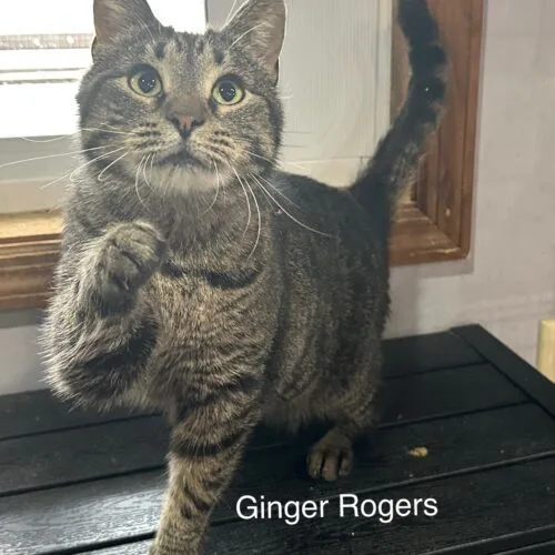 Ginger Rogers thumbnail 2