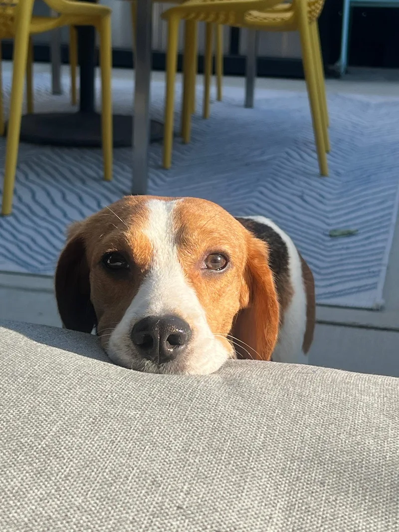 An adult medium-sized male Beagle dog named Bernie for adoption in Littleton, CO