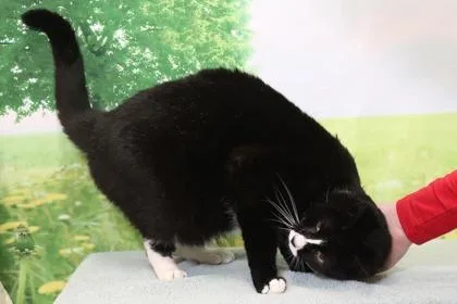 A senior small-sized male Domestic Short Hair cat named Finch for adoption in West Chester, PA