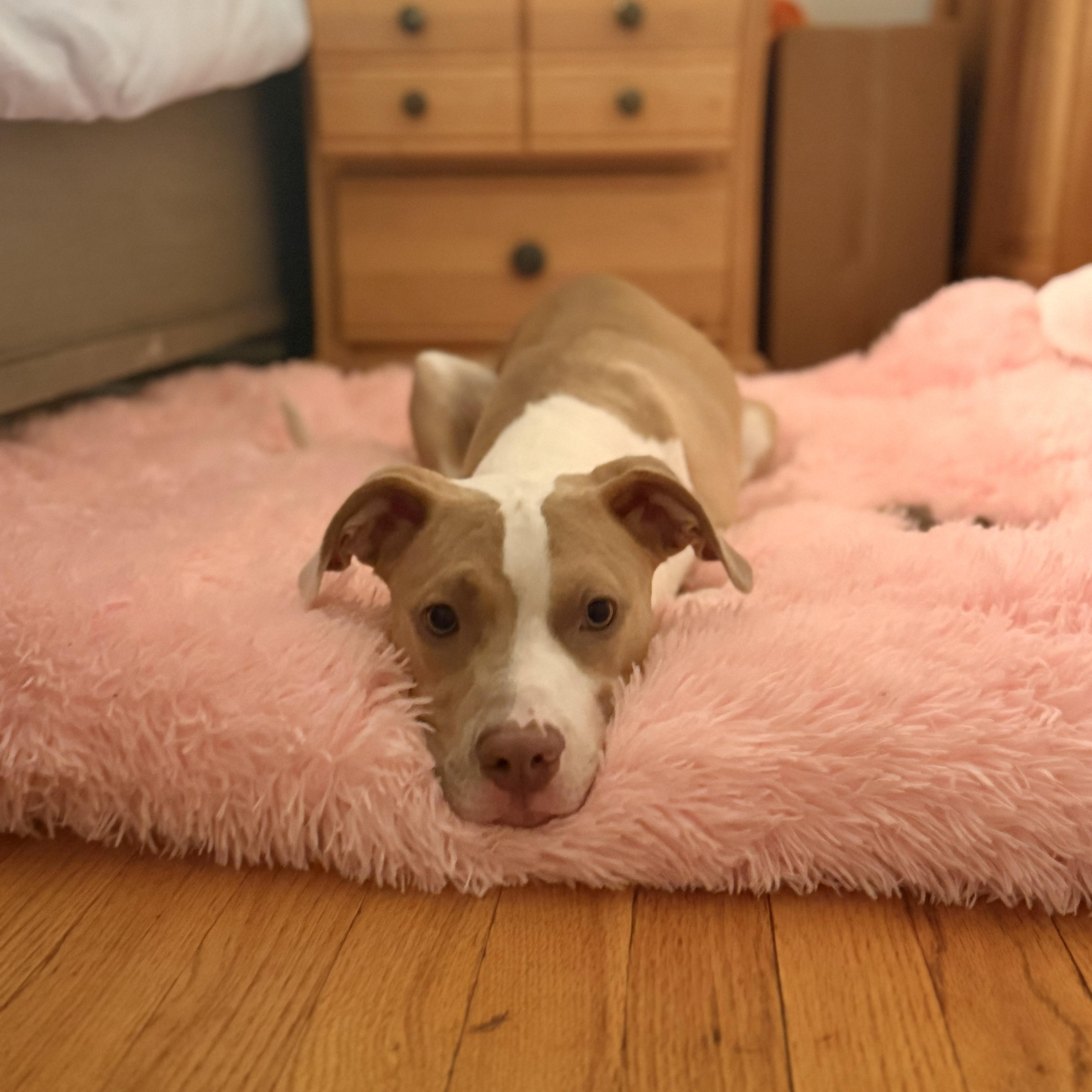 A baby medium-sized female Yellow / Tan / Blond / Fawn Pit Bull Terrier dog named Honey Bee for adoption in Peotone, IL