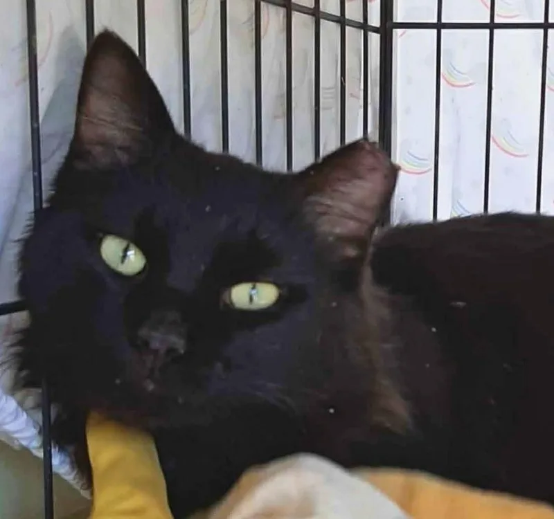 A young medium-sized male Black Domestic Long Hair cat named Midnight for adoption in Beckley, WV