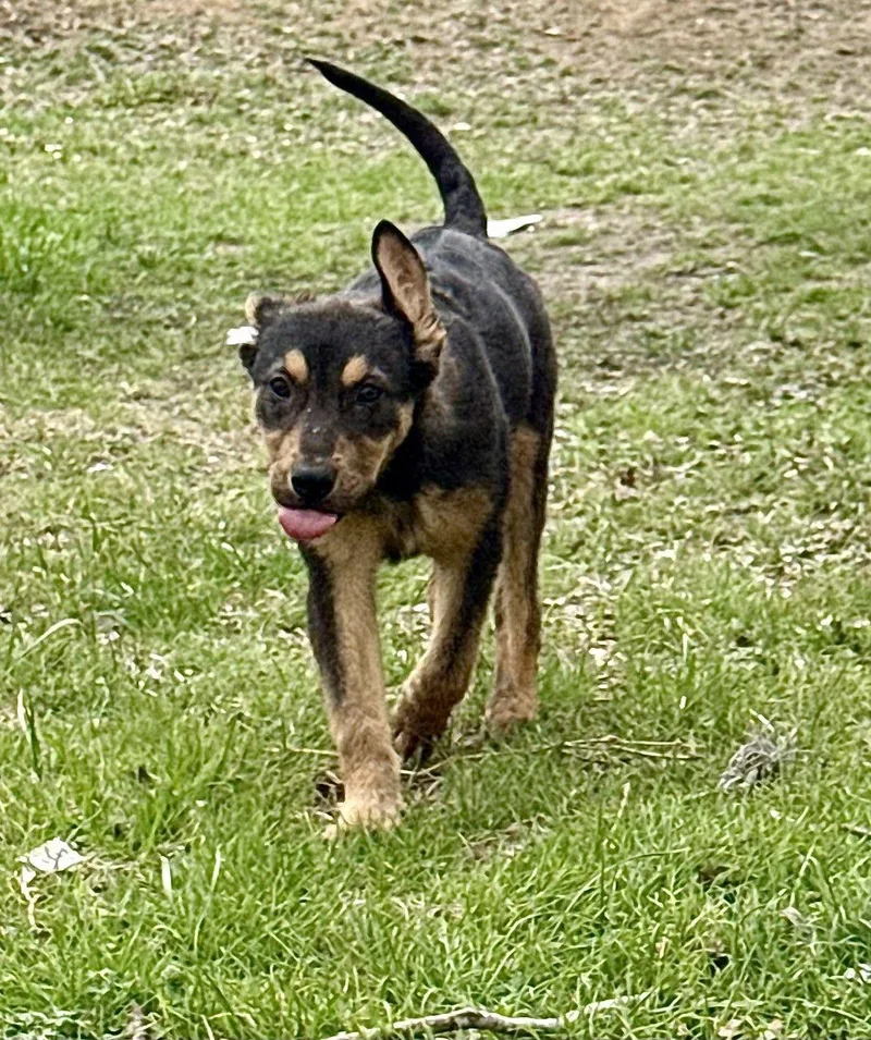 Moe San Antonio thumbnail 4