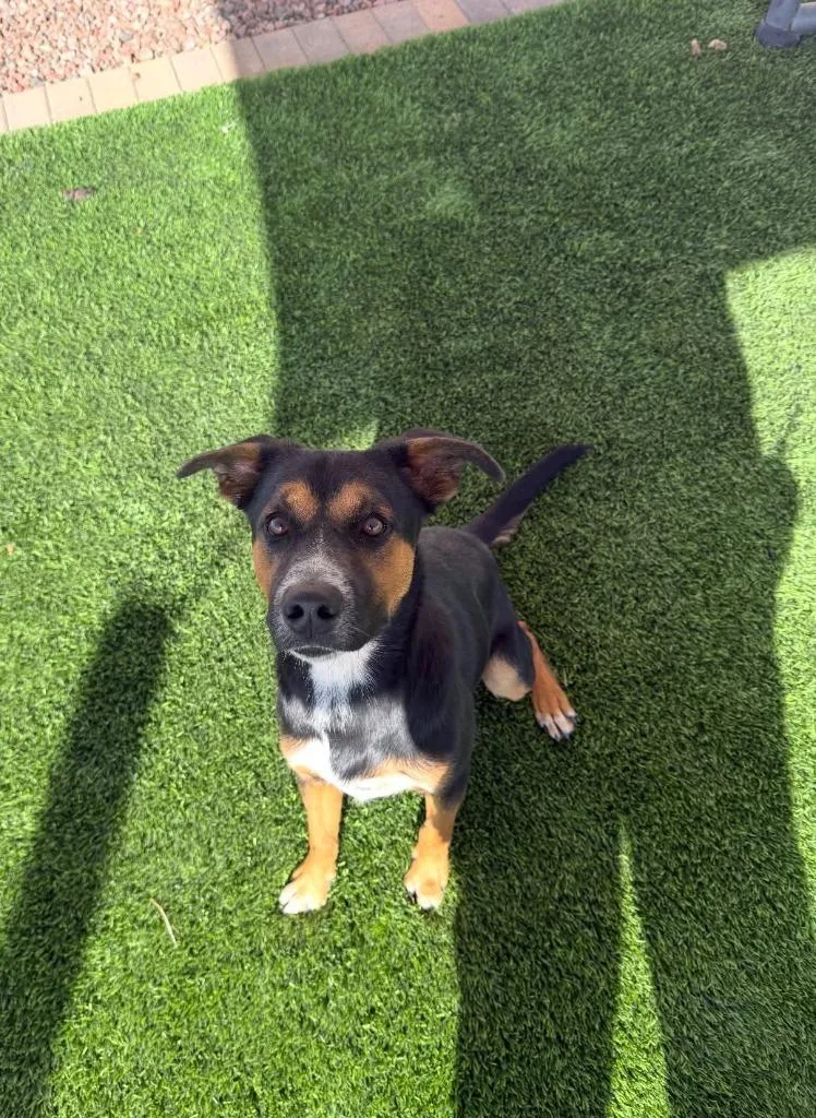 A baby medium-sized male Shepherd dog named Jasper for adoption in Salt Lake City, UT