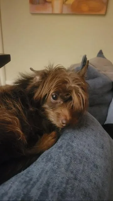 An adult small-sized male Brown / Chocolate Yorkshire Terrier dog named Nacho for adoption in North Little Rock, AR