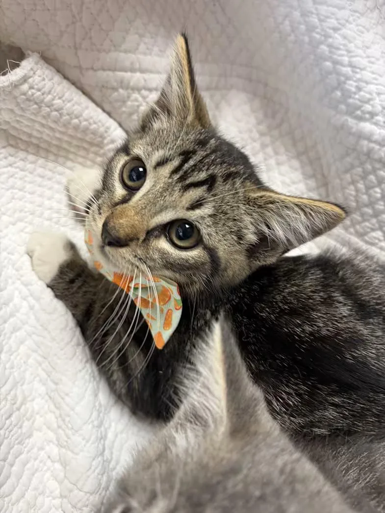 A baby large-sized male Tabby (Brown / Chocolate) Domestic Short Hair cat named Ruckus for adoption in Greensboro, NC